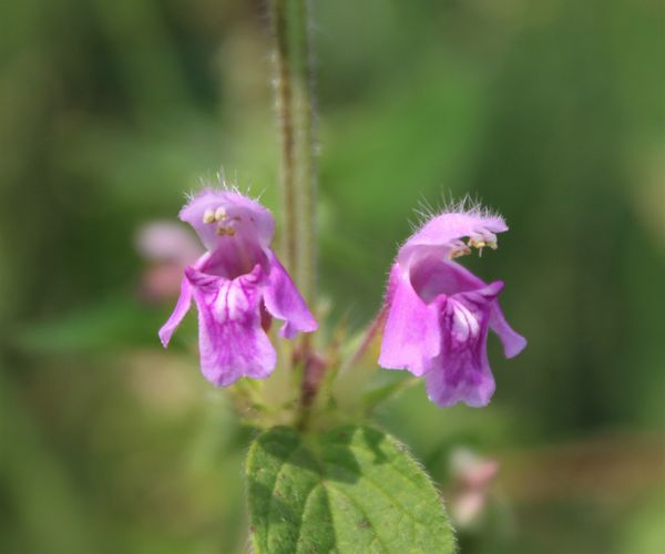 Wild flower