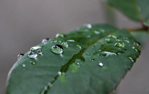 Rain droplet