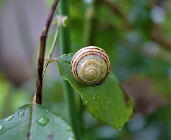 Snail