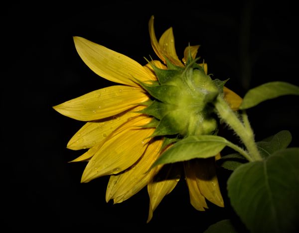 Sunflower after rain