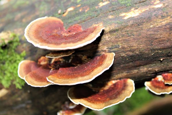 Tree mushrooms