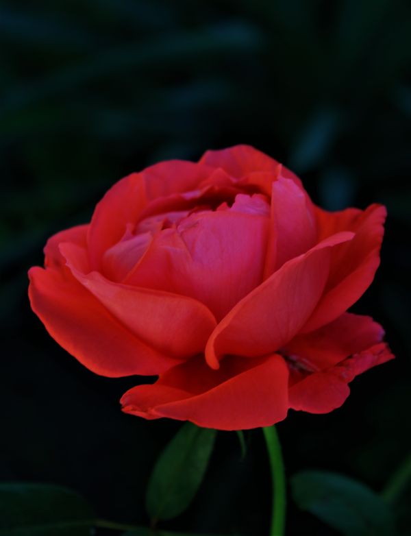Red rose