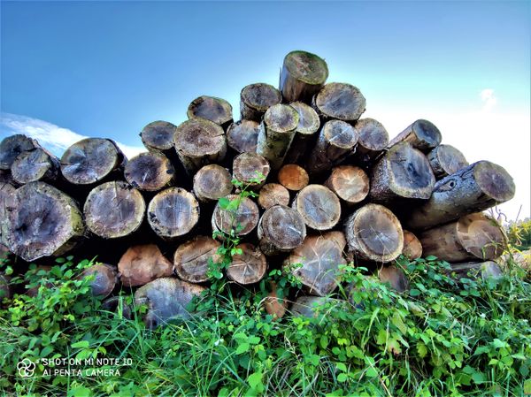 Logs