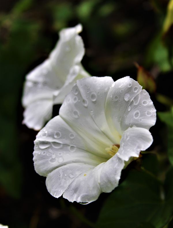 Wild flower