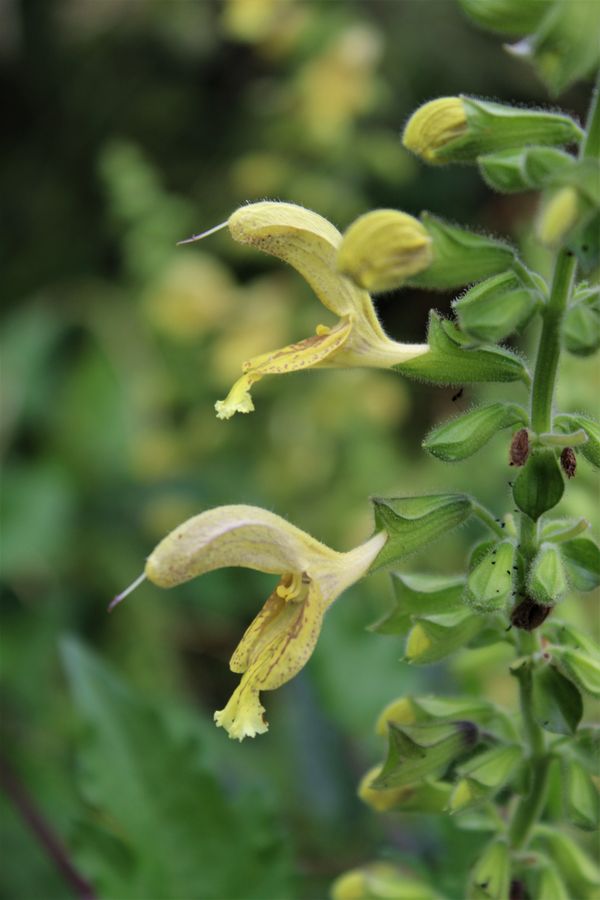 Wild flower