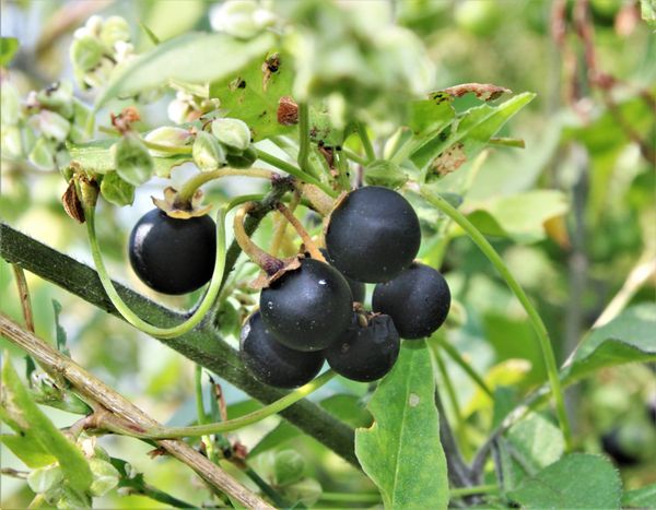 Fruit