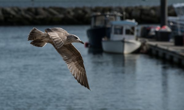 Low Level Flypast