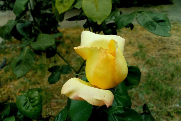 IMG_20200809_123305