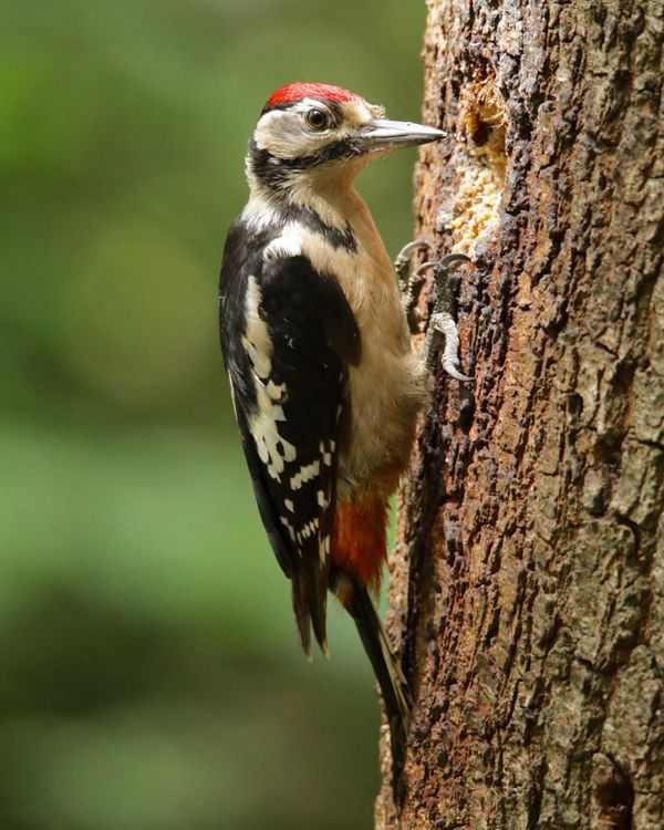 Great Spotted Woodpecker