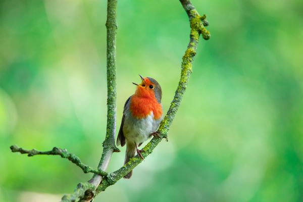 Robin