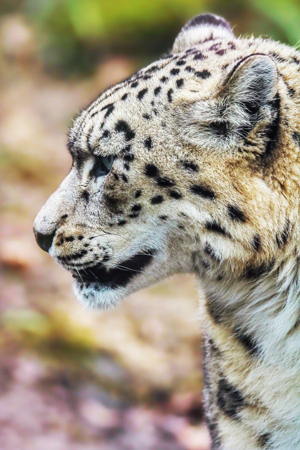 Snow Leopard