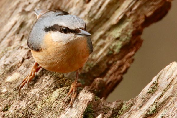 Nuthatch