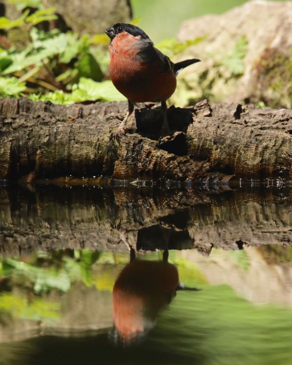 Male Bullfinch