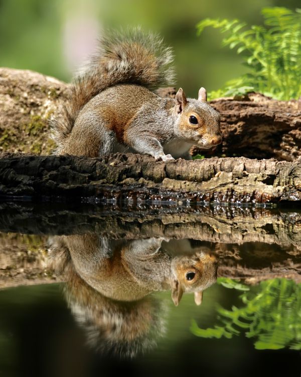 Grey Squirrel