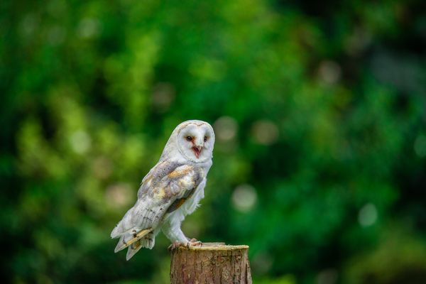 Barn Owl