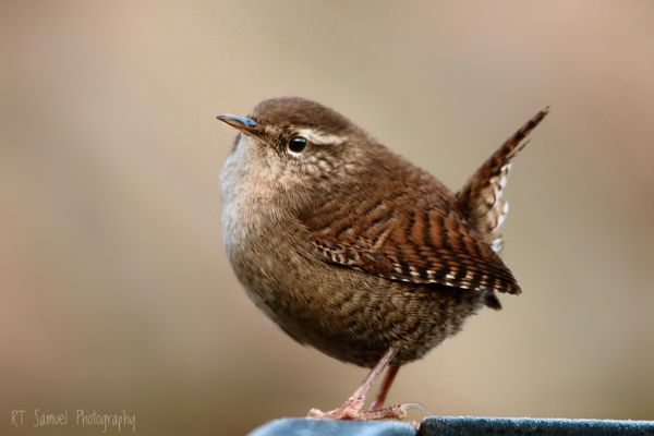 Wren