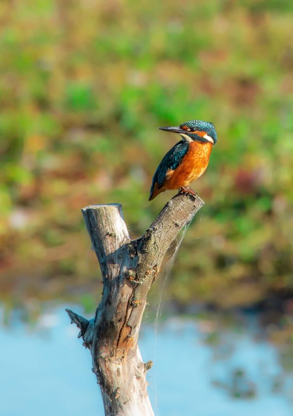 Kingfisher