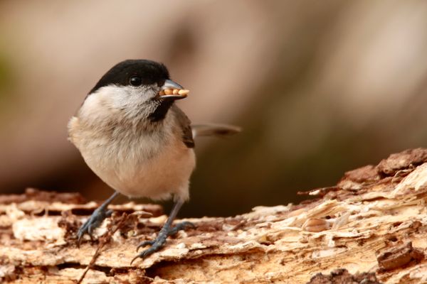 Marsh Tit