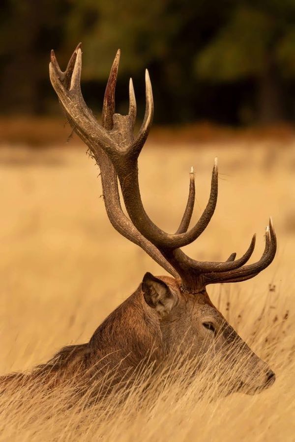 The King