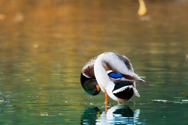 Male Mallard