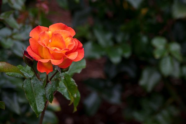 Orange Flower