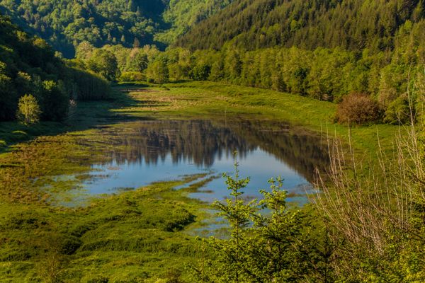 Pond Reflections