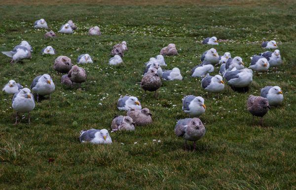 Seagulls Grounded