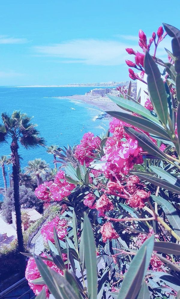 Pink flowers