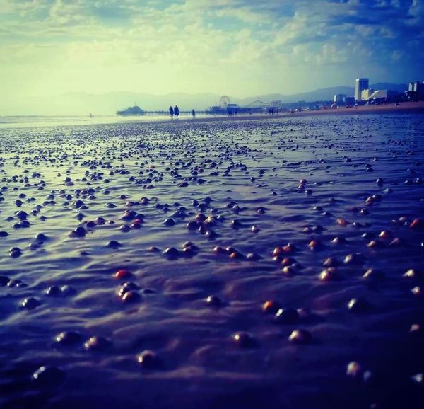 Clams on Venice beach