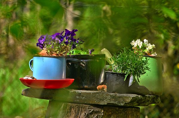 Potted Plant