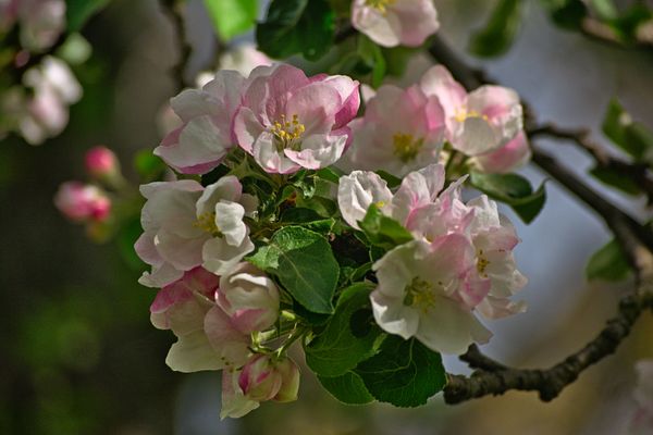 Apple Blossom