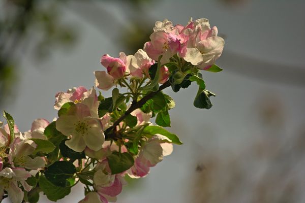 Apple Blossom 2