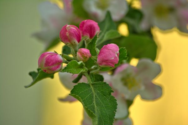 Apple Blossom 3