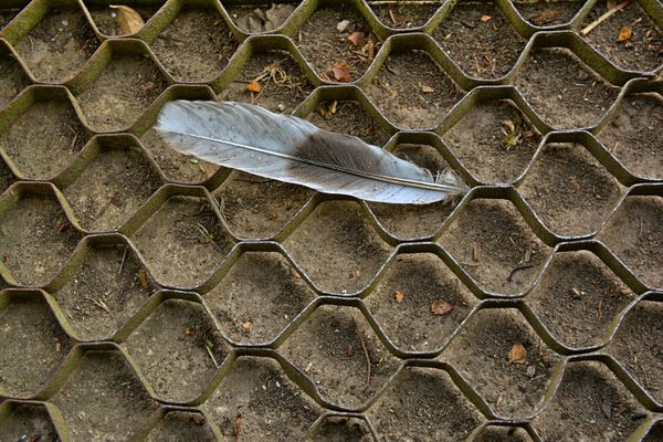 Feather