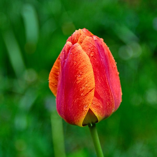 Tulip
