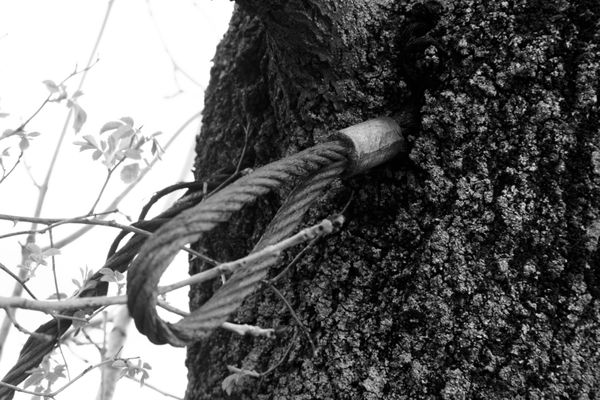 Rope overgrown in tree