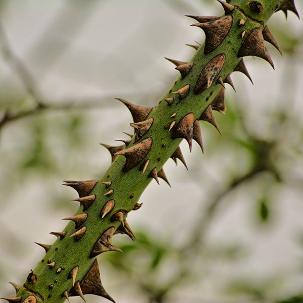 Plant with thorns