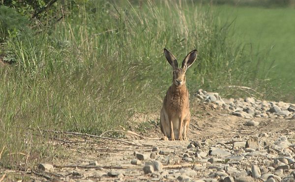 Hare 2