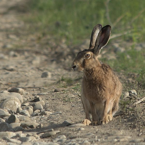 Hare