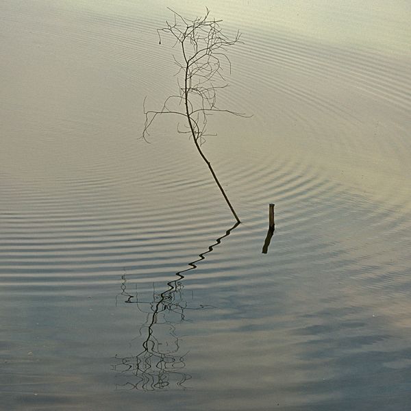 Tree in the water