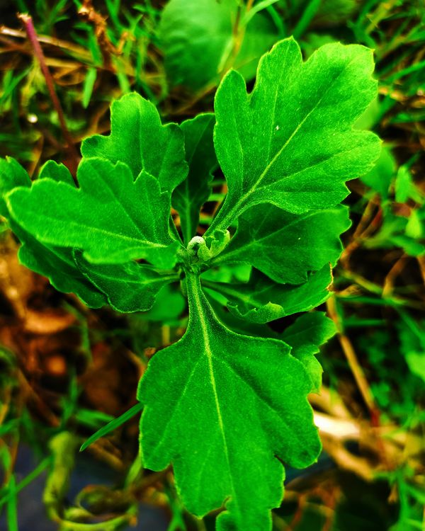 Tarnished leaf 