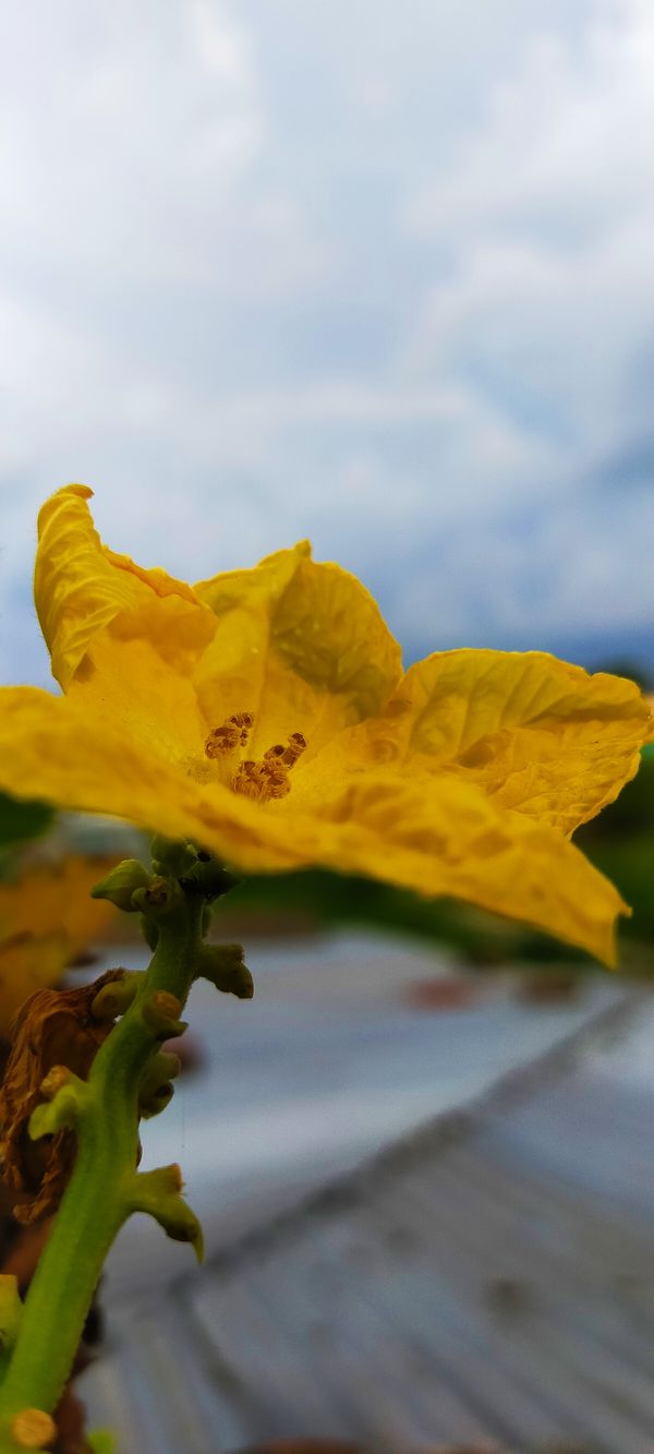 Yellow flower (Luffa cylindrica