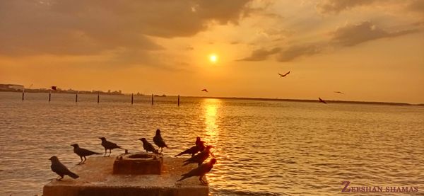 Sunset with birds.