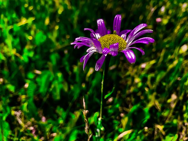 Purple daisy 