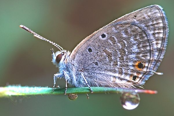  Close up of a butterfly in the early morning with dew drops on its wings