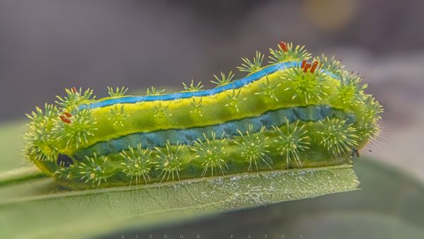 Parasa lepida, The nettle caterpillar (Larva ) or blue-striped nettle grub