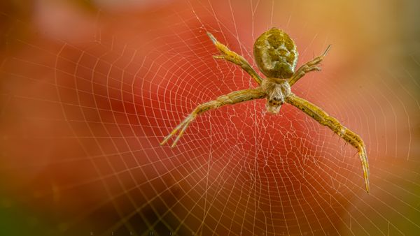 Signature Spider | Argiope anasuja - Female - Juvenile