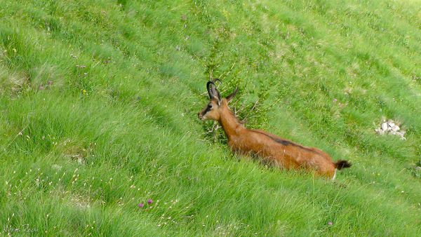 Chamois in green grass