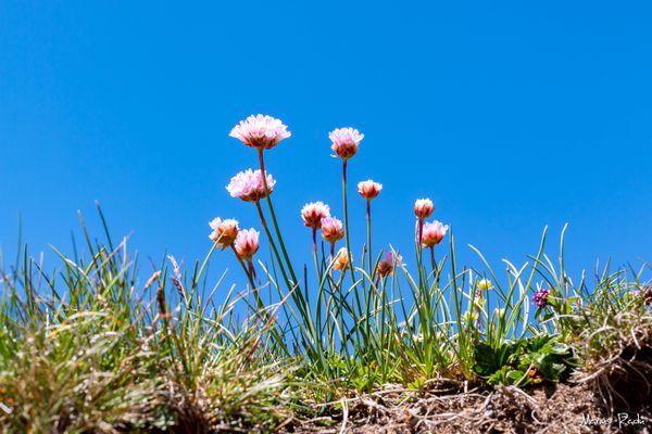 Wild alpine flowers