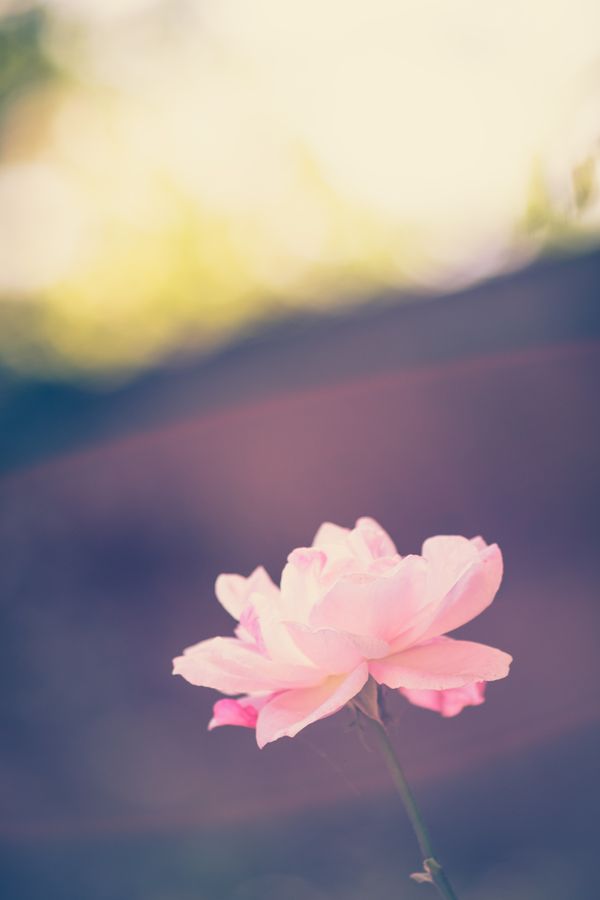 Vintage rose